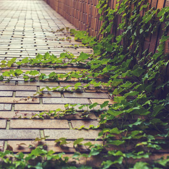 Feuilles de lierre tapissant le mur et le sol